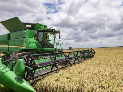 Farmer combining rice