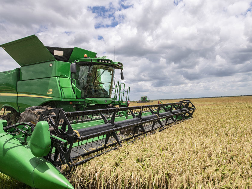 US rice farmers are losing Mexico, their largest foreign market | Agri ...