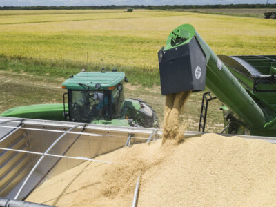 Farmer combining rice