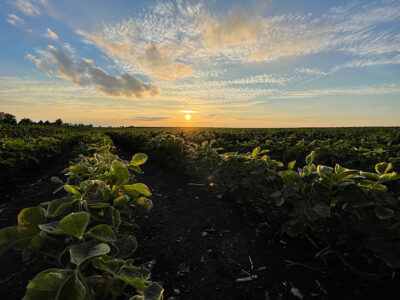 Soybean Field 836x627 compressed