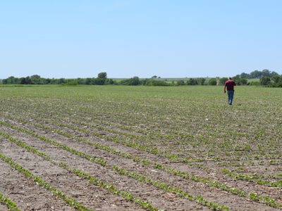 Farmer checking soybeans