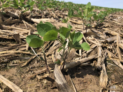 No-till soybeans