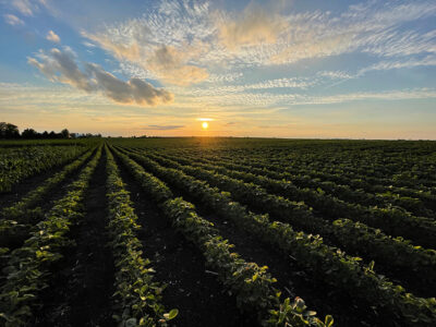 Soybean Field 1 836x627 compressed