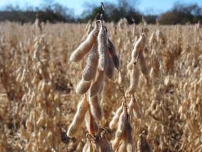 Soybeans