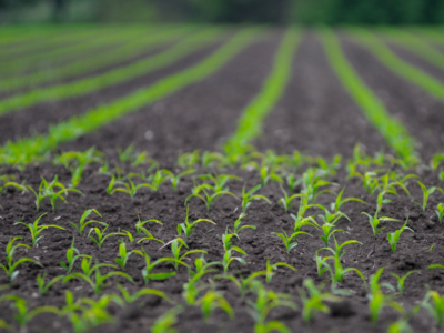 Salk Harnessing Plants Initiative