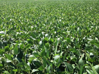 soybean field