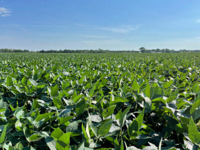 soybean_closeup_2.jpg