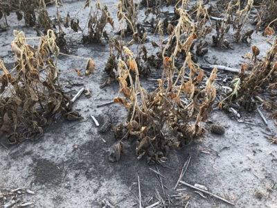 Soybean damage