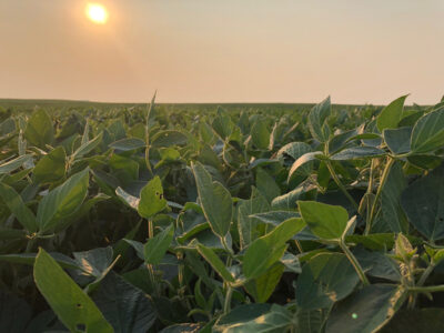 Soybean field