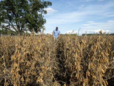 Soybeans