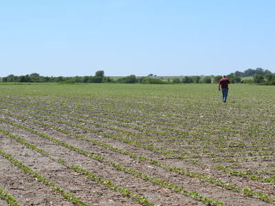 Farmer checking on soybeans