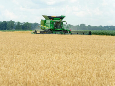 Wheat harvest