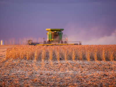 wheat_harvest_field2