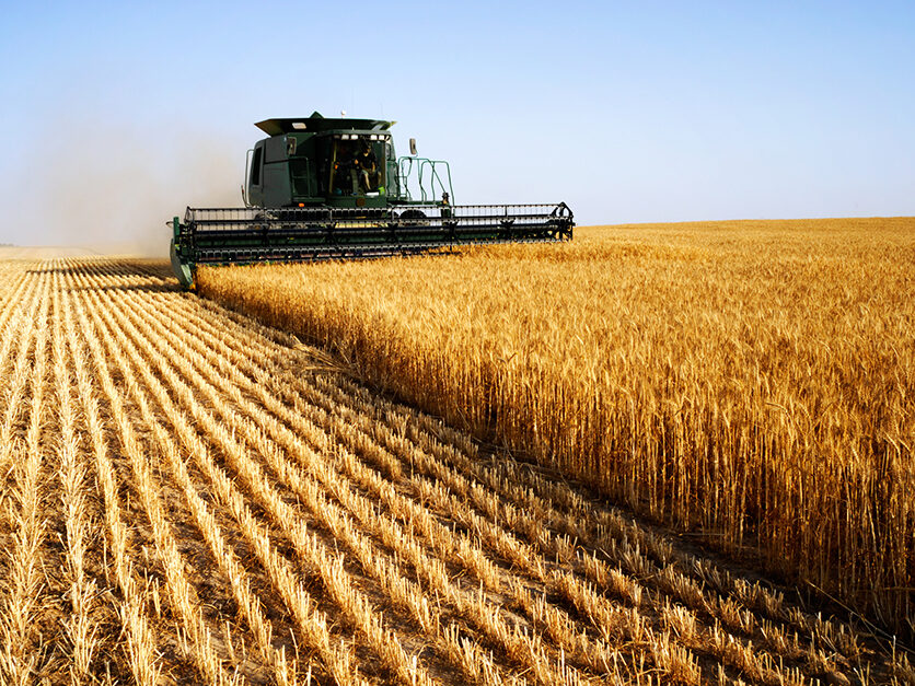 What Is Wheat Yield