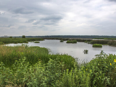 Marshland_environment_wildlife_habitat