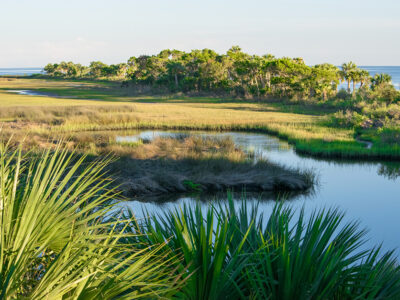 wetlands_habitat_nature_wildlife