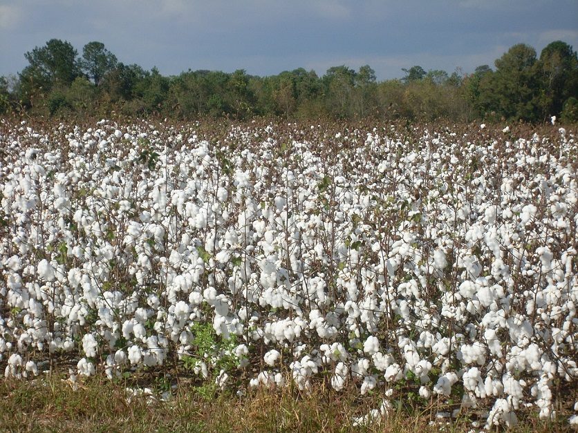 Texas, U.S. expects smaller cotton crop - Texas Farm Bureau