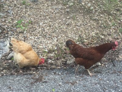 Free range chickens