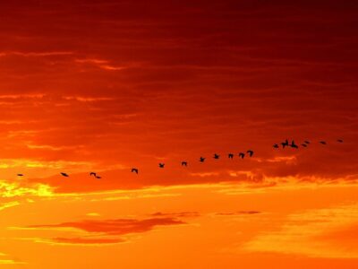 Daybreak geese