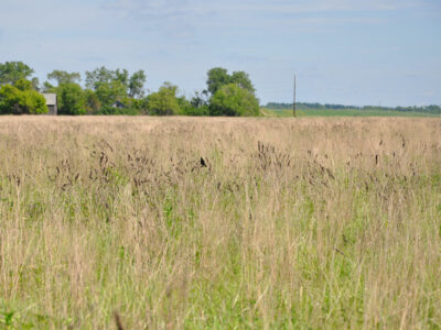 CRP grassland