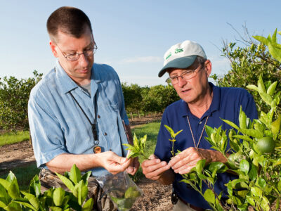 Citrus greening