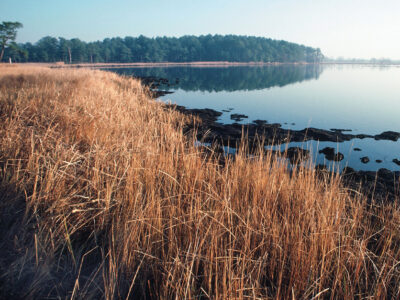 Conservation wetland