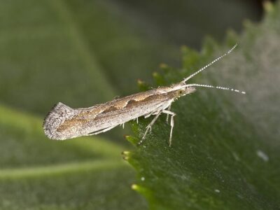 diamondback moth