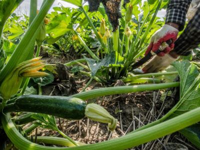 farm labor