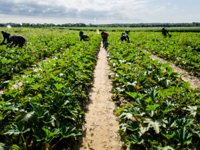 Farm labor