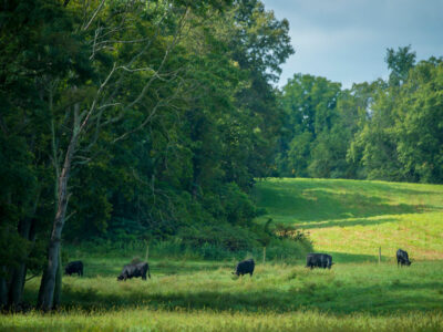 Grasslands_CRP.jpg