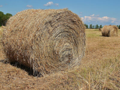 Bale of hay