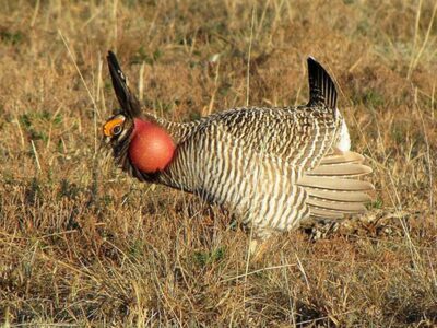 Lesser prairie-chicken