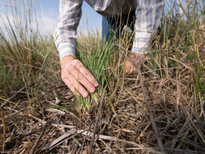 rangeland conservation