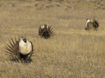 Sage grouse