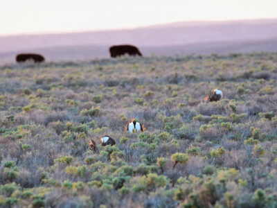 Sage grouse