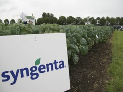 Syngenta field