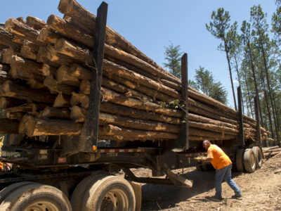 Trees after logging