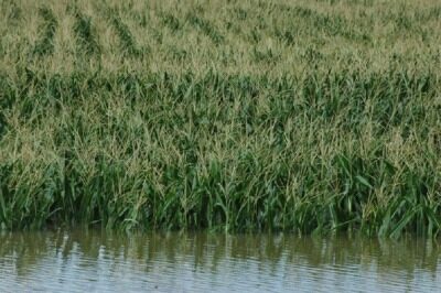 flooded corn