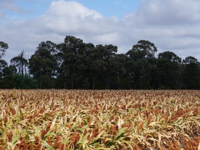 Sorghum biofuel