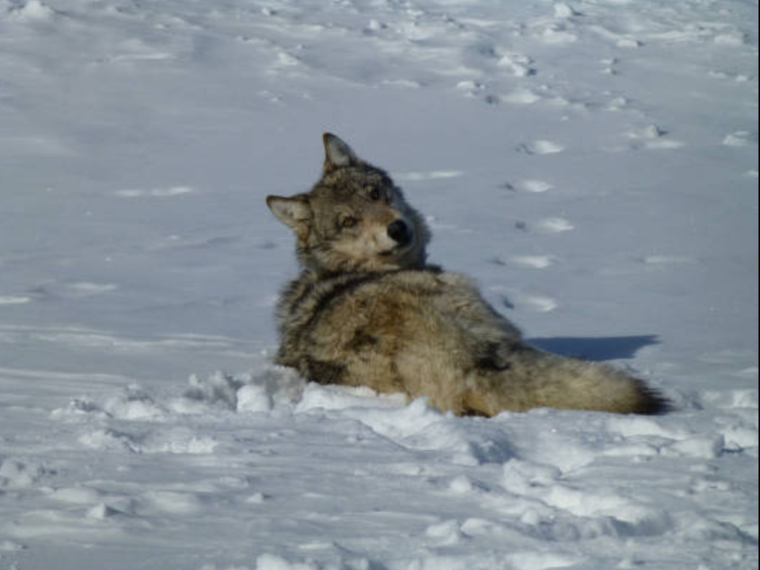 Gray wolf delisting proposal on the way 'soon' | 2019-03-06 | Agri